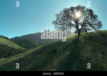 Sonne am blauen Himmel während eines Baumes auf einem grünen Hügel an Mt Diablo Clayton California durchschimmern Stockfoto