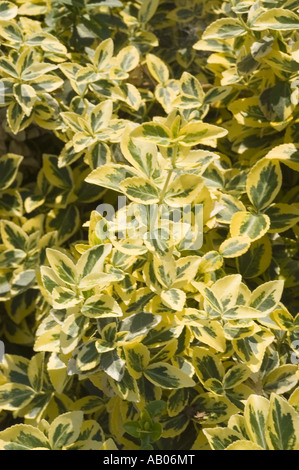 Leuchtend gelbe und grüne bunte Blätter des Winterkriechers - Euonymus Fortunei - Smaragdgold, ein beliebter dekorativer immergrüner Gartenstrauch. Stockfoto