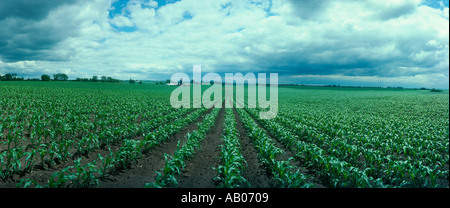 Weiten Feld der kniehohe junger Mais auf einem Bauernhof in der Nähe von Rockford, Illinois Stockfoto