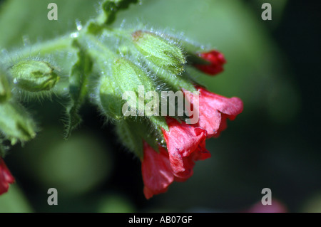 Rote Lungenkraut Pulmonaria rubra Stockfoto