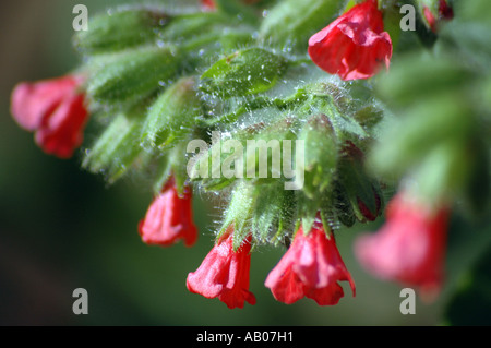 Rote Lungenkraut Pulmonaria rubra Stockfoto