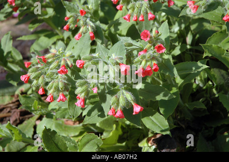 Rote Lungenkraut Pulmonaria rubra Stockfoto