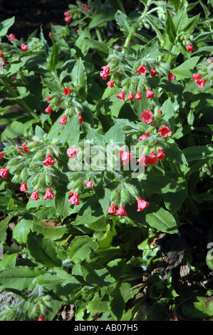 Rote Lungenkraut Pulmonaria rubra Stockfoto