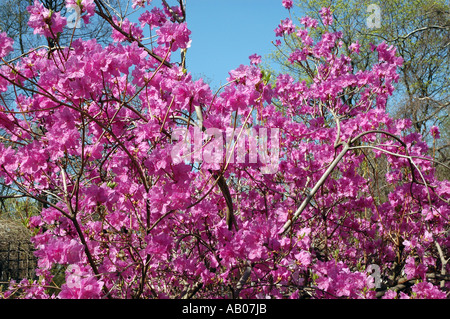 Rhododendron Mucronulatum Schnee Azalea Blume genannt auch koreanische rhododendron Stockfoto