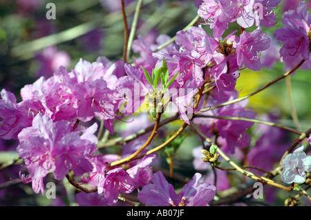 Rhododendron Mucronulatum Schnee Azalea Blume genannt auch koreanische rhododendron Stockfoto