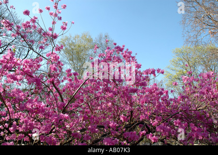 Rhododendron Mucronulatum Schnee Azalea Blume genannt auch koreanische rhododendron Stockfoto