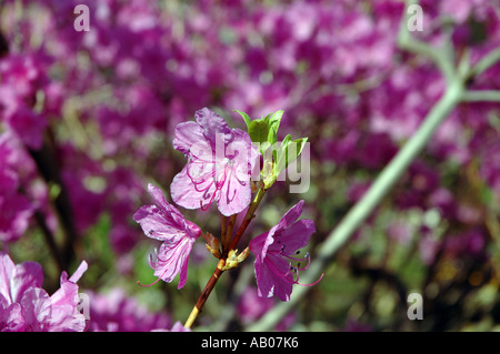 Rhododendron Mucronulatum Schnee Azalea Blume genannt auch koreanische rhododendron Stockfoto