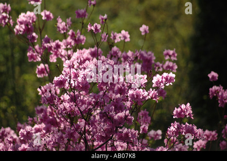 Rhododendron Mucronulatum Schnee Azalea Blume genannt auch koreanische rhododendron Stockfoto