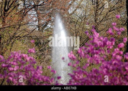 Rhododendron Mucronulatum Schnee Azalea Blume genannt auch koreanische rhododendron Stockfoto