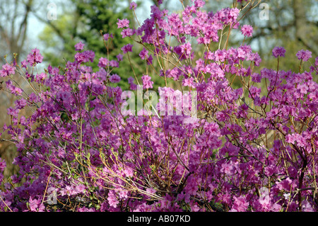 Rhododendron Mucronulatum Schnee Azalea Blume genannt auch koreanische rhododendron Stockfoto