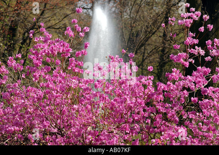 Rhododendron Mucronulatum Schnee Azalea Blume genannt auch koreanische rhododendron Stockfoto