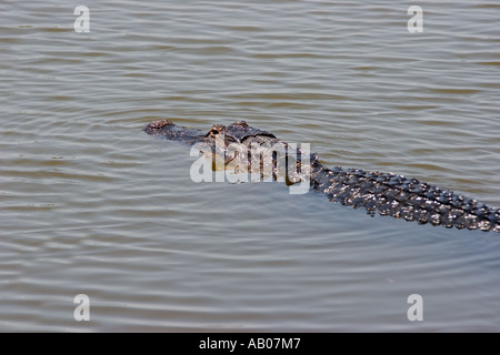 Amerikanischer Alligator (Alligator Mississippiensis) Schwimmen im Lake Griffin in Leesburg, Florida, USA Stockfoto