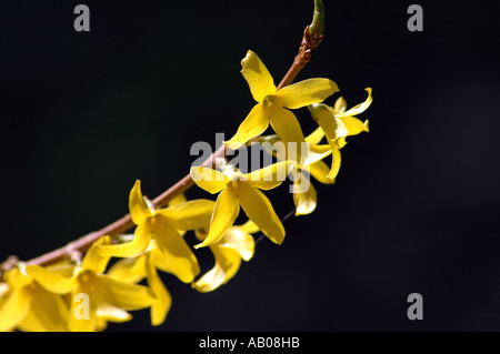 Forsythien var Maluch gelbe Blume Stockfoto