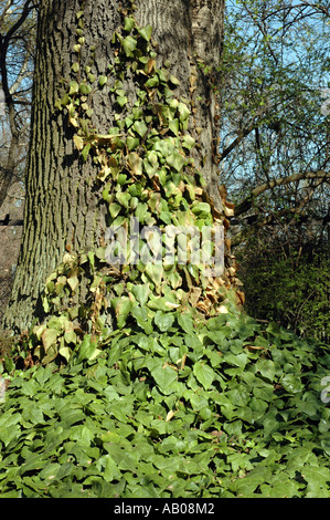 Gemeinsamen Esche Fraxinus Excelsior fallenden Efeu auch genannt europäischer Esche Stockfoto