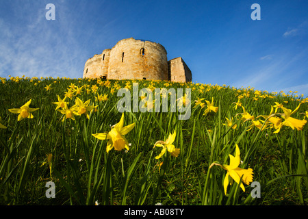 Frühling Narzissen im Cliffords Tower in New York Yorkshire England Stockfoto