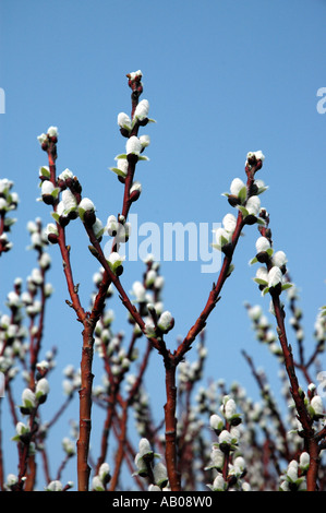 Salix Handsworthensis Wehrhahnii Hellebarde Leaved Weide Stockfoto