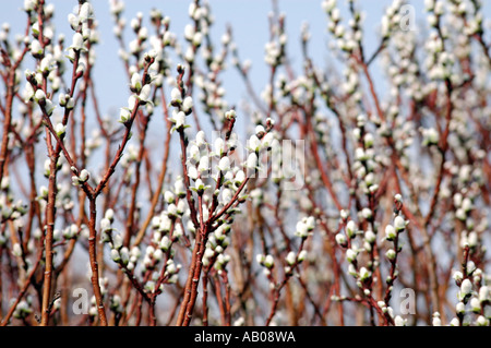 Salix Handsworthensis Wehrhahnii Hellebarde Leaved Weide Stockfoto