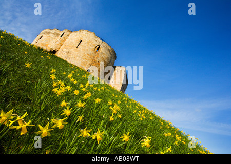 Frühling Narzissen im Cliffords Tower in New York Yorkshire England Stockfoto