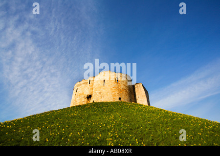 Frühling Narzissen im Cliffords Tower in New York Yorkshire England Stockfoto