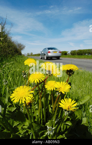 Am Straßenrand Löwenzahn auf dem Grünstreifen mit Durchgangsverkehr in Wendling Norfolk Stockfoto