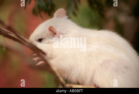 Albino Siberian Chipmunk (Eutamias sibiricus) reibt sein Gesicht gegen einen Pflanzenstamm Stockfoto