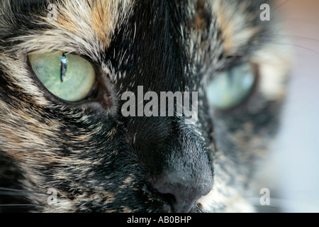 Portrait einer erwachsenen Tortoiseshell- oder Brindle-Katze (Felis Catus), die leicht von der Kamera wegschaut Stockfoto