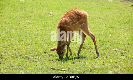 Ein junges Spekes Sitatunga (Tragelaphus spekii) weidet auf Gras Stockfoto