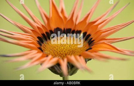 Nahaufnahme einer klaren orangefarbenen Gazania, Gazoo-Serie (Gazania rigens Gazoo), die im Sommer in sussex, England, blüht Stockfoto