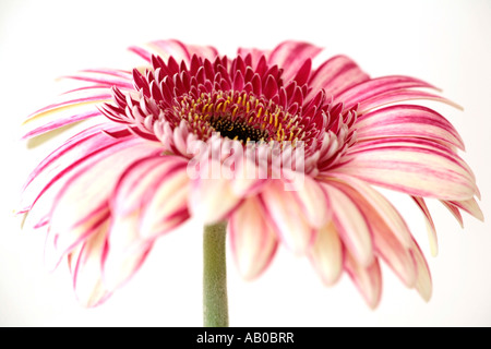 Nahaufnahme einer einzigen blassrosa Gerbera-Blume (Gerbera jamesonii), die im Sommer blüht Stockfoto