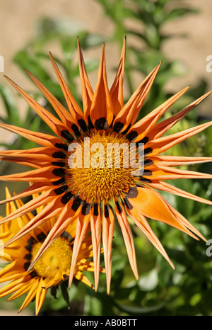 Nahaufnahme einer klaren orangefarbenen Gazania, Gazoo-Serie (Gazania rigens Gazoo), die im Sommer in sussex, England, blüht Stockfoto