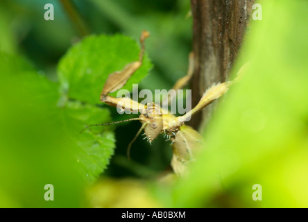 Macleays Spectre Stick Insect ) Extatosoma tiaratum) einen Zweig hochklettern Stockfoto