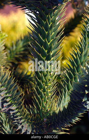 Araucaria Araucana Monkey Puzzle Tree Stockfoto
