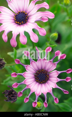 Rosa Blüten Gelassenheit Osteospermum Rosa P Compositae Asteraceae A Scotland UK Stockfoto