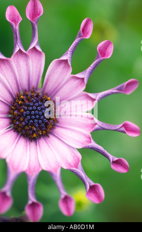 Rosa Blüten Gelassenheit Osteospermum Rosa P Compositae Asteraceae A Scotland UK Stockfoto