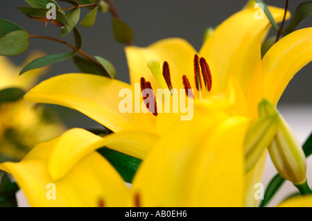 Nahaufnahme von Lilien Lilium Stockfoto