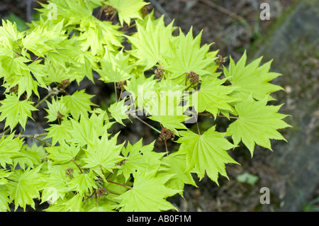 Blasse grüne Frühling Blätter Nahaufnahme von goldenen japanischen oder Fullmoon-Ahorn - Acer Shirasawanum Aureum Stockfoto