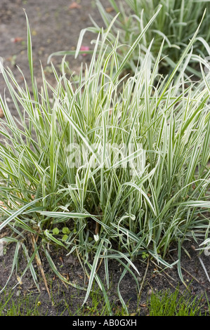 Frühling Grünpflanze falsche Hafer oder Zwiebel Couch Gramineae - Arrhenatherum elatius Stockfoto