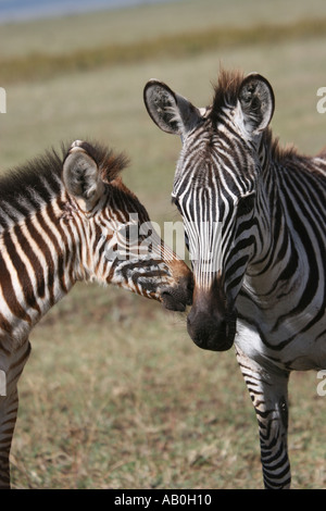 Burchells Zebra in Ngorongoro Krater, Tansania Stockfoto