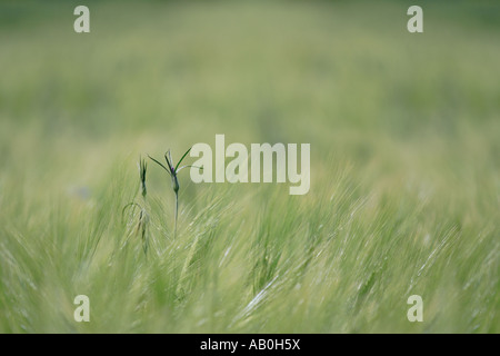 Grashalm mitten auf einem Feld Stockfoto