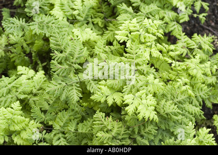 Üppiges grünes Laub von Western Oak Farn oder Oak Farn (Gymnocarpium dryopteris), das in einer dichten Gruppe wächst. Natürlicher Hintergrund empfindlicher Farnwedel. Stockfoto