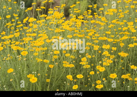 Feld der gelben Frühlingsblumen der goldenen Kamille (Anthemis tinctoria), die in einem Garten blüht. Leuchtend gelbe Blüten, die wie Gänseblümchen aussehen, und grünes Laub. Stockfoto
