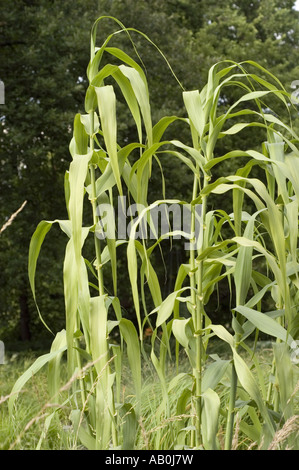 Riesen-Schilfpflanzen (Arundo donax) der Familie der Poaceae, die auf einem üppig grünen Feld mit Waldhintergrund wachsen. Stockfoto