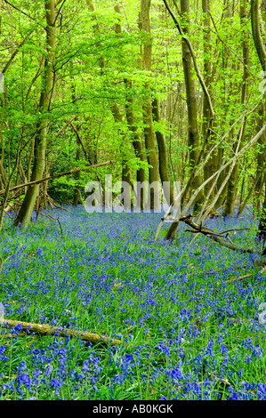 Glockenblumen in den Wäldern in der Nähe von Winkworth Surrey England UK Stockfoto