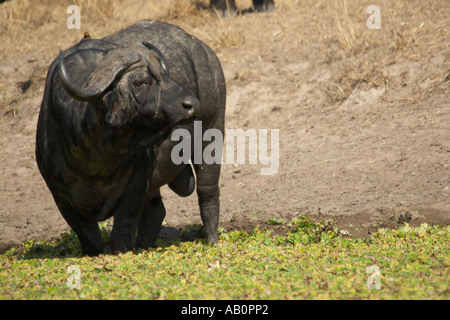 Kaffernbüffel (Syncerus Caffer) Stockfoto