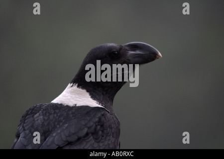 Weiß-necked Raven (Corvus Albicollis) Zomba Plateau, Malawi Stockfoto