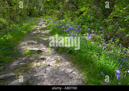 Bulebells auf Wanderweg Nord-Wales Stockfoto