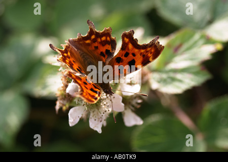 Komma Schmetterling (Polygonia c-Album) ernähren sich von Bramble Blumen North Wales UK Stockfoto