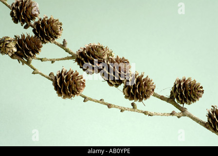 Lärche Kegel Dezidua Larix vor einem einfarbigen Hintergrund gesehen Stockfoto