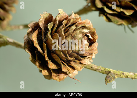 Lärche Kegel Dezidua Larix vor einem einfarbigen Hintergrund gesehen Stockfoto