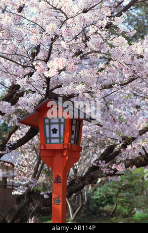 Kirschblüten Hirano Jinja Schrein Präfektur Japan Stockfoto